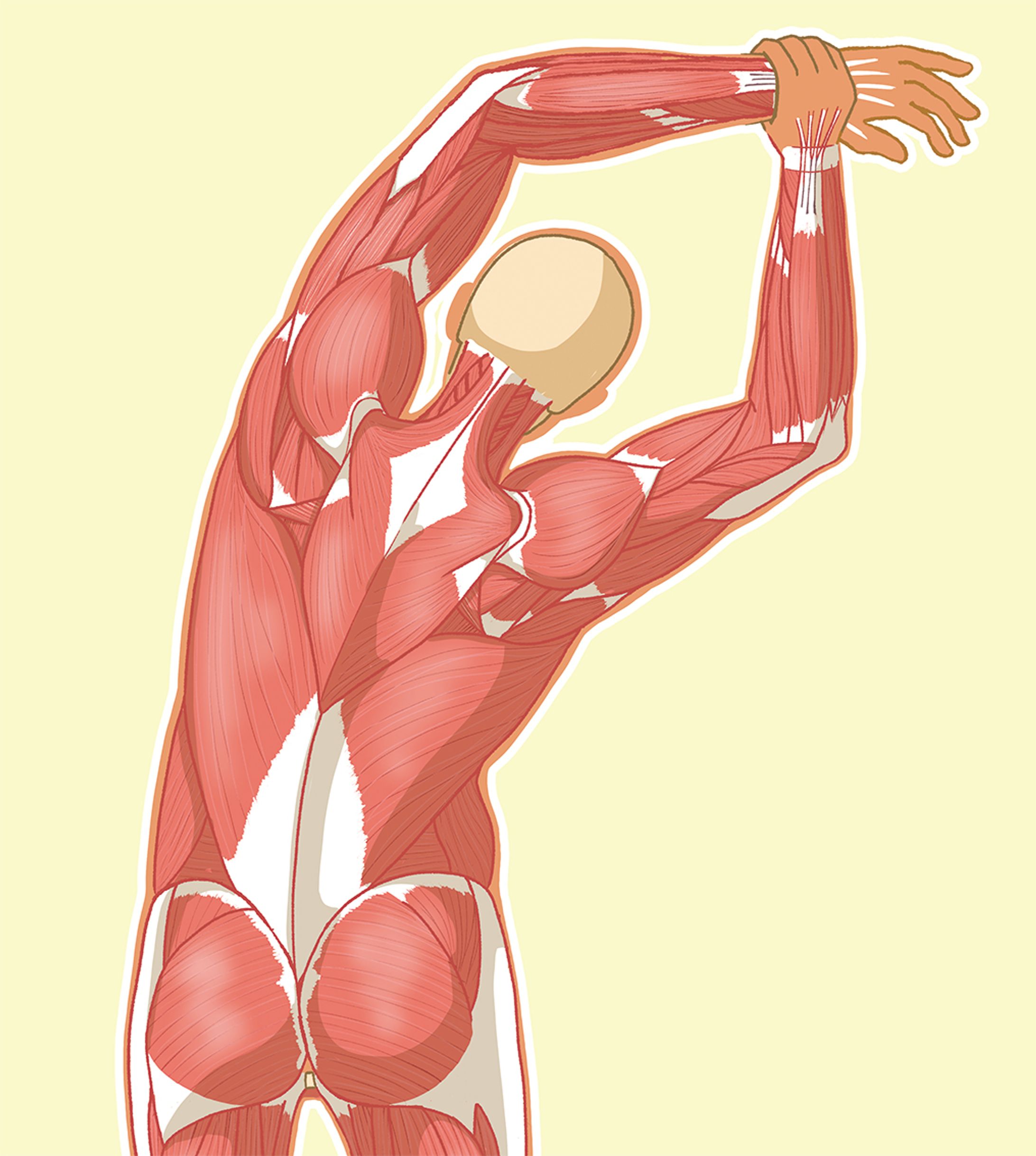 背面ストレッチ・筋肉イラスト-1