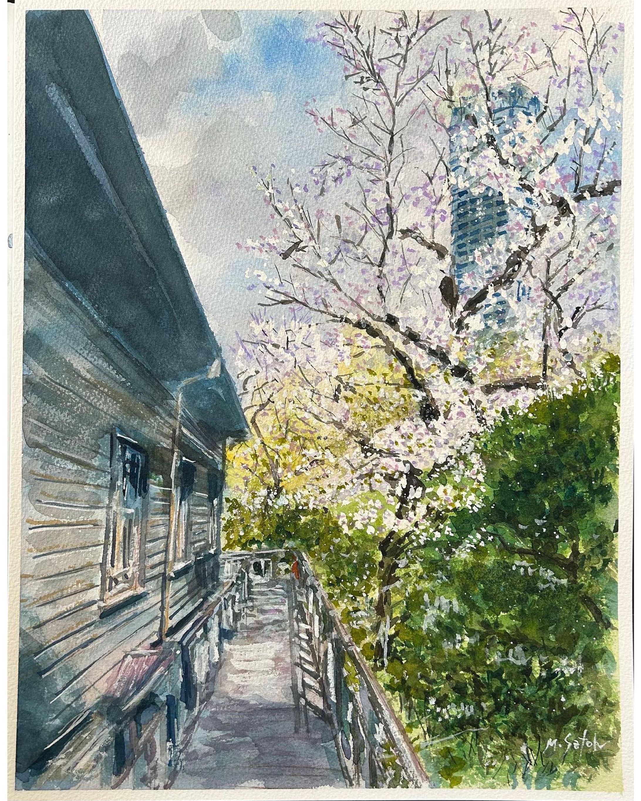 「旧乃木邸の桜」
透明水彩　ウォーターフォード　F6

#透明水彩 #透明水彩画 #水彩画 #風景画 #桜 #旧乃木邸 #絵画 #watercolor #watercolorpainting #landscape  #art #cherry #formernogiresidence-1