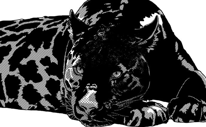 黒い動物の練習　クロヒョウ