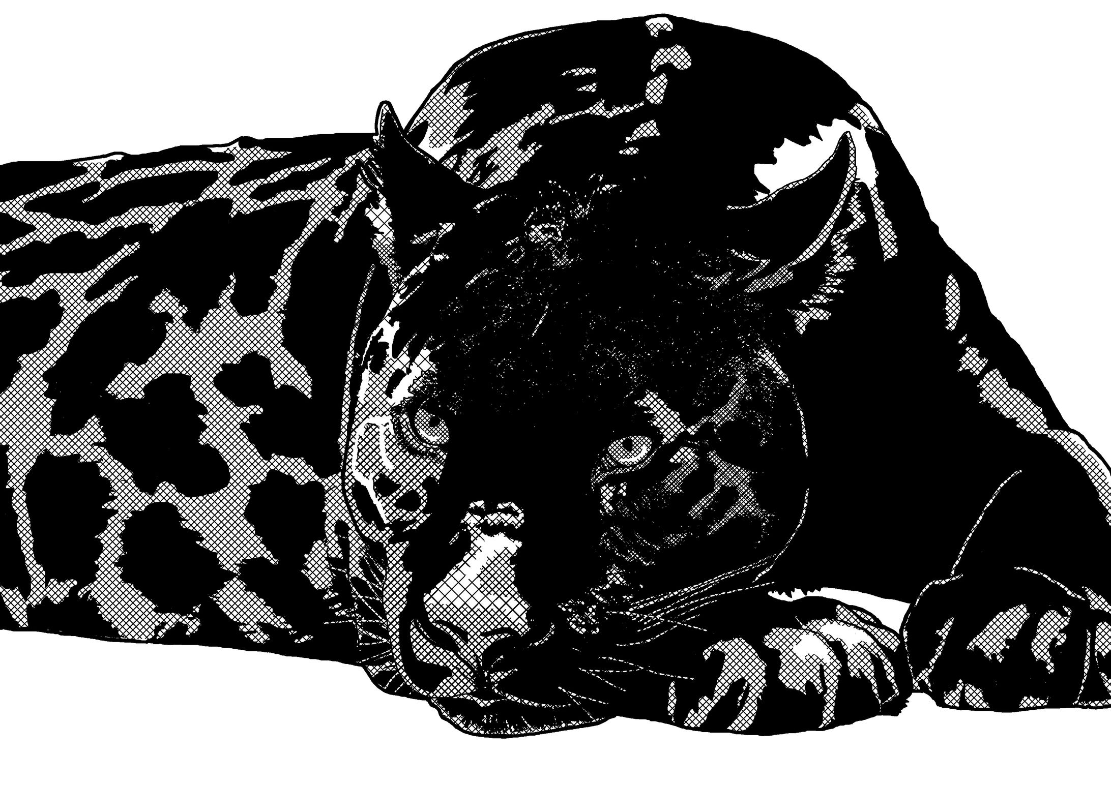 黒い動物の練習　クロヒョウ-1