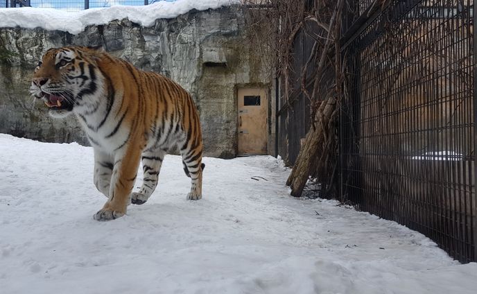 Tiger
