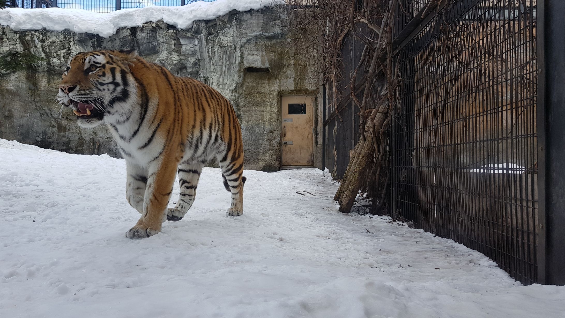 Tiger-1