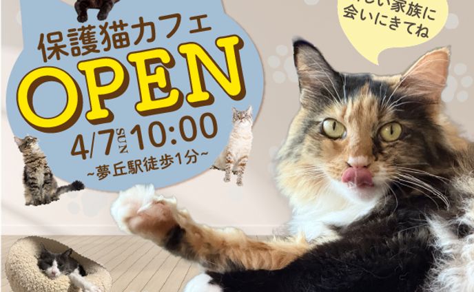 保護猫カフェのバナー【自己制作】