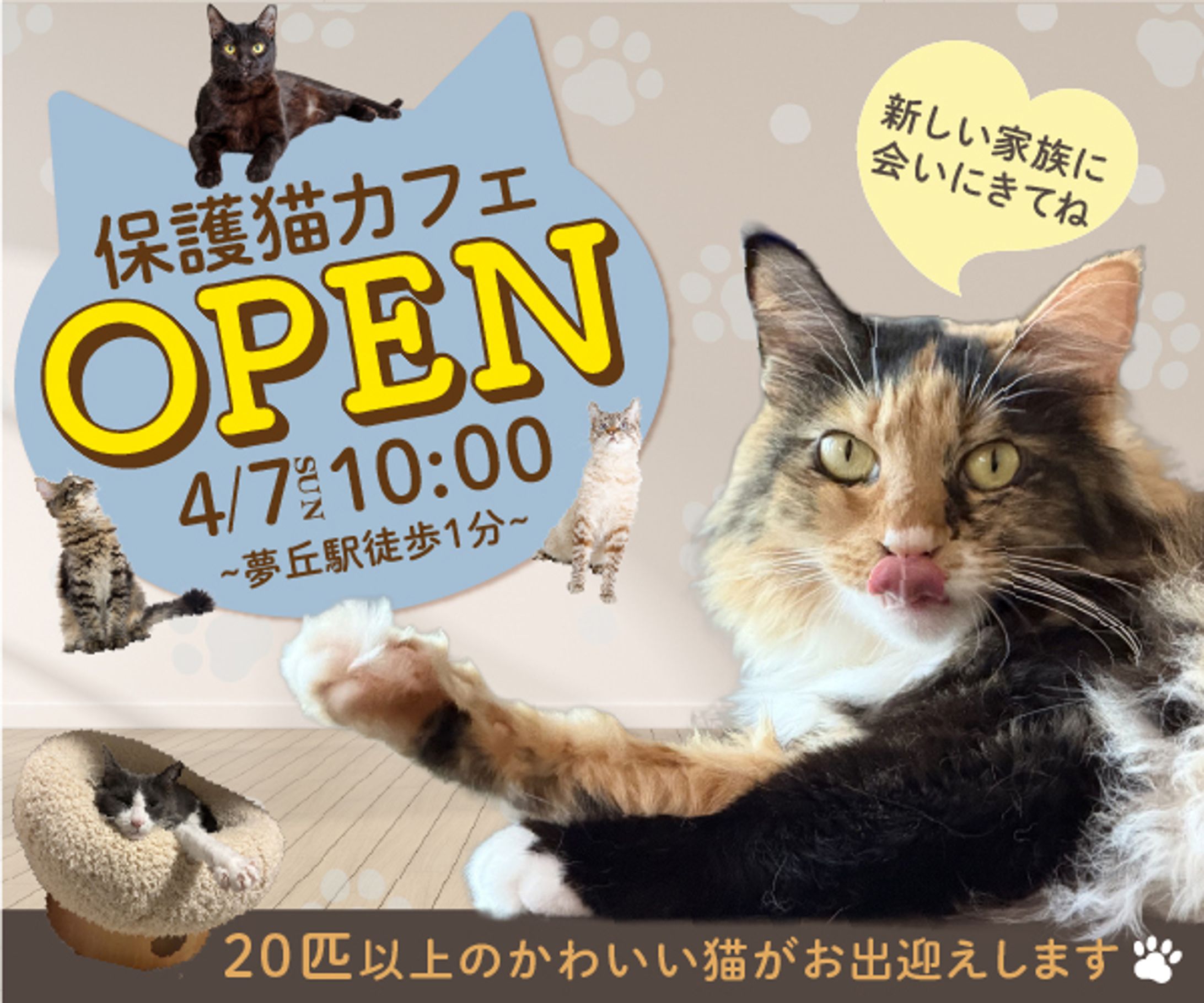 保護猫カフェのバナー【自己制作】-1