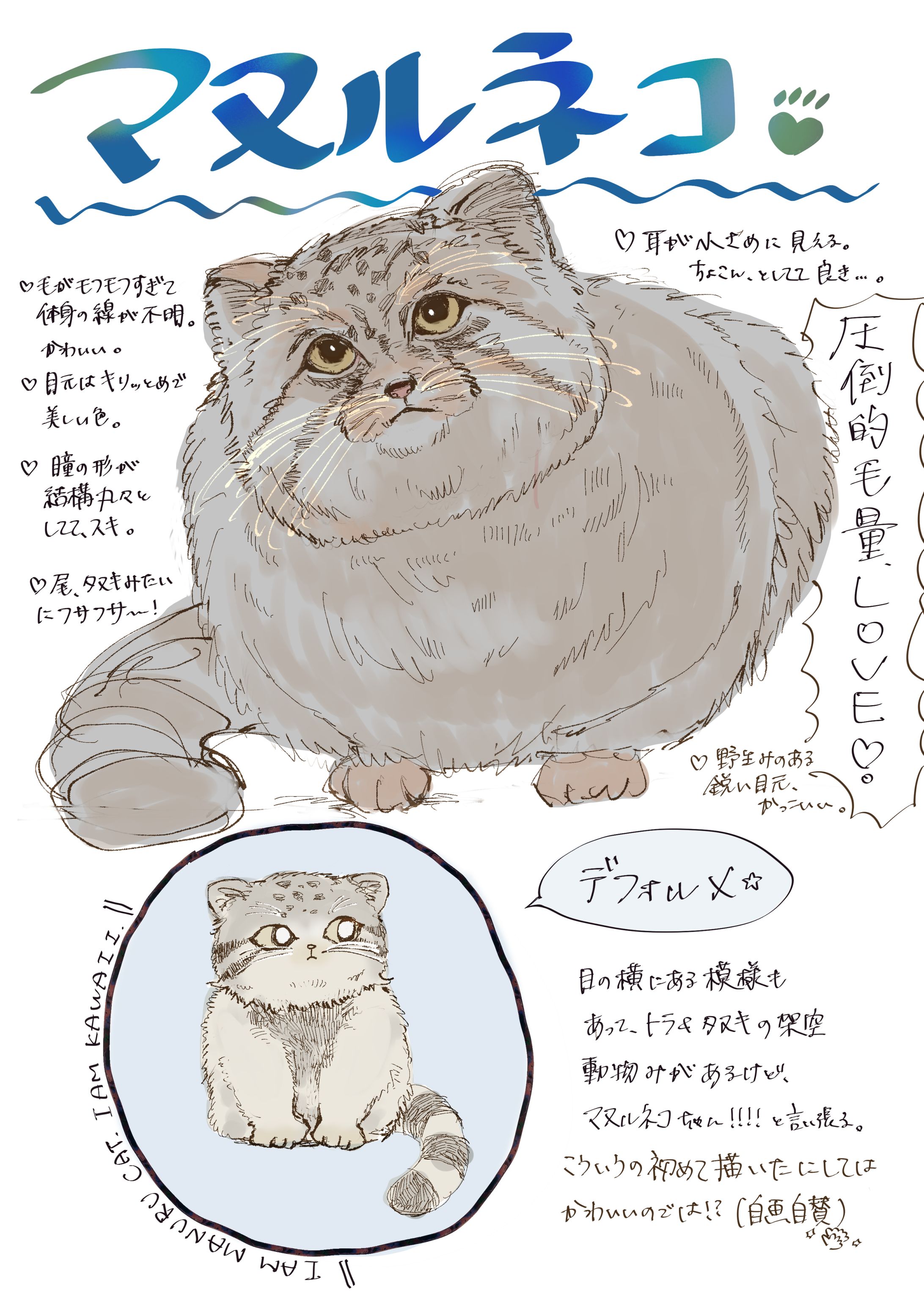  マヌルネコ　感想イラスト-1