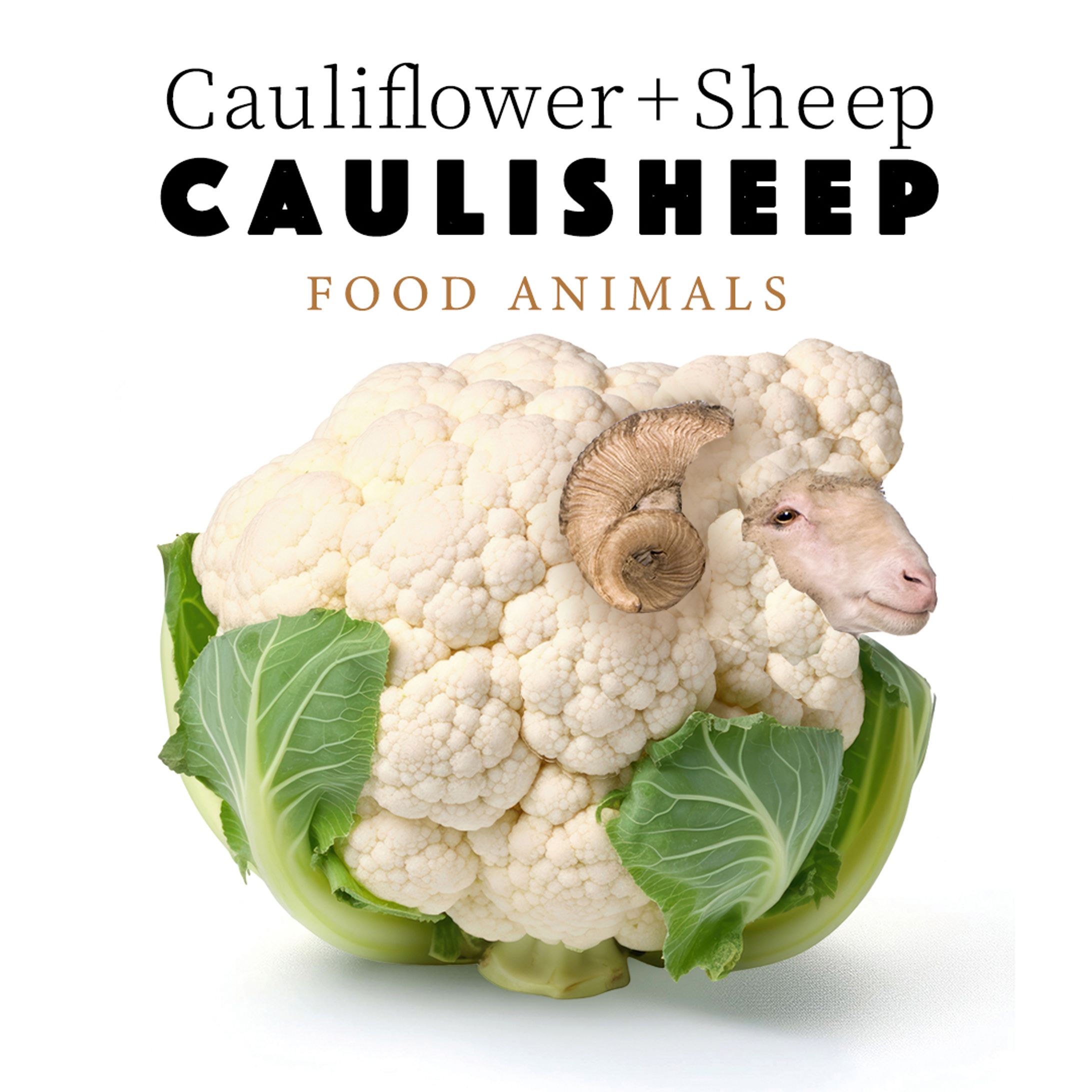 CauliSheep-1