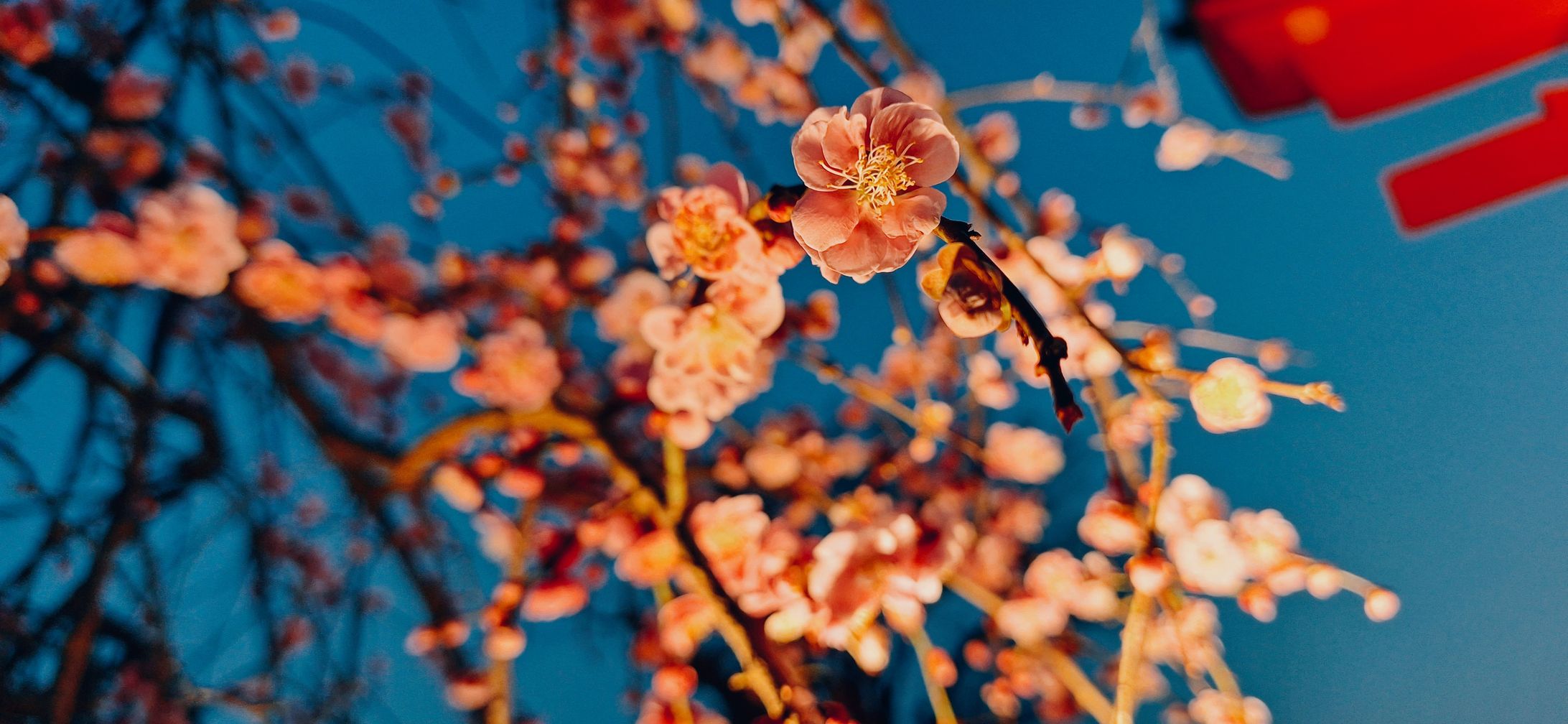 夕暮れ時の梅の花-1