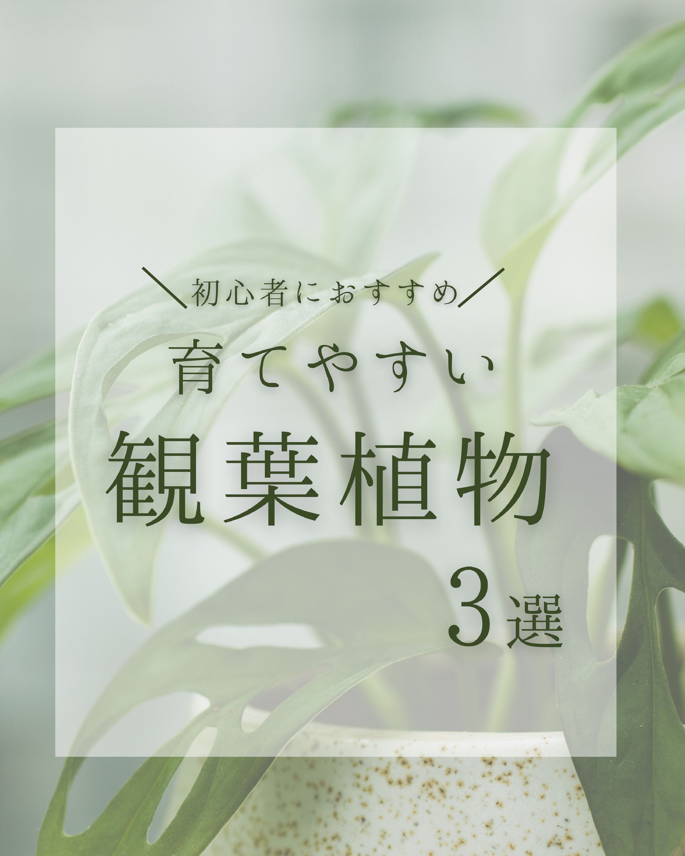 観葉植物-1