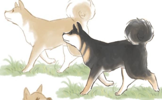 柴犬のイラスト