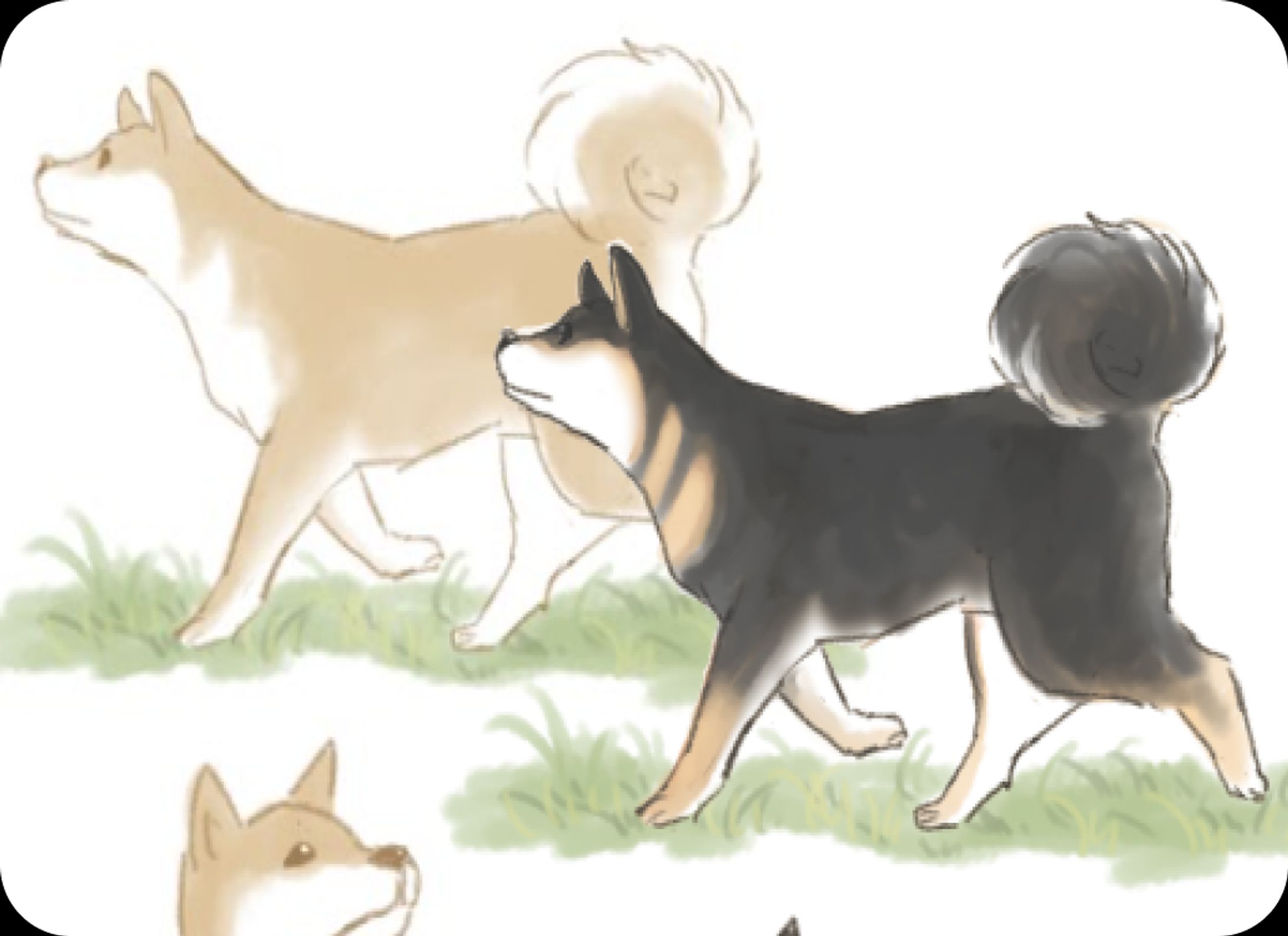 柴犬のイラスト-1