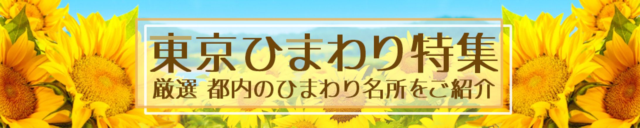 東京ひまわり特集-1