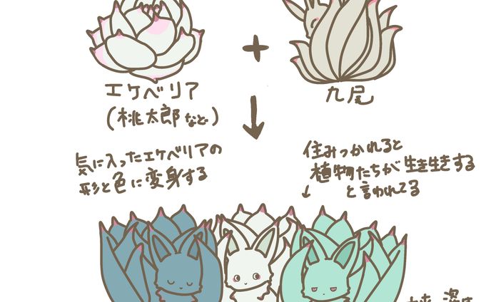 エケベリア×九尾
