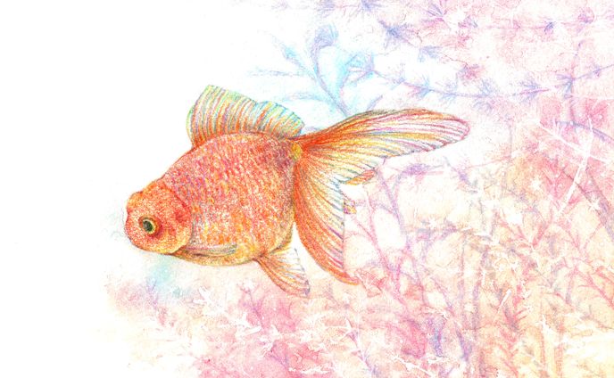 金魚