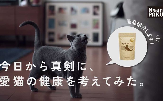 キャットフード紹介サムネイル