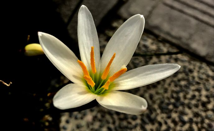 Plant(Photo)
