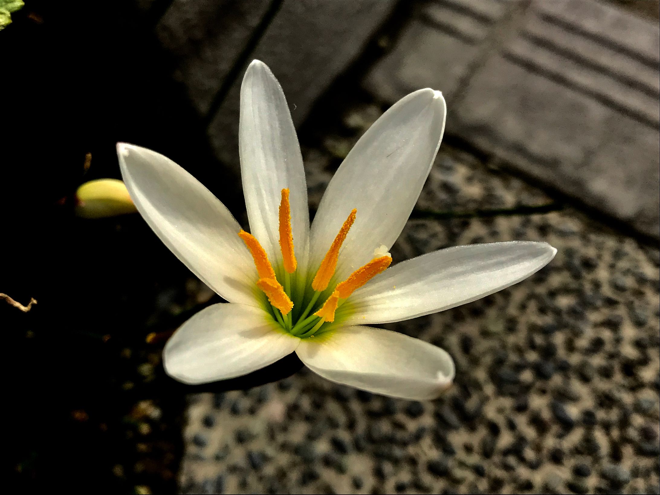 Plant(Photo)-1