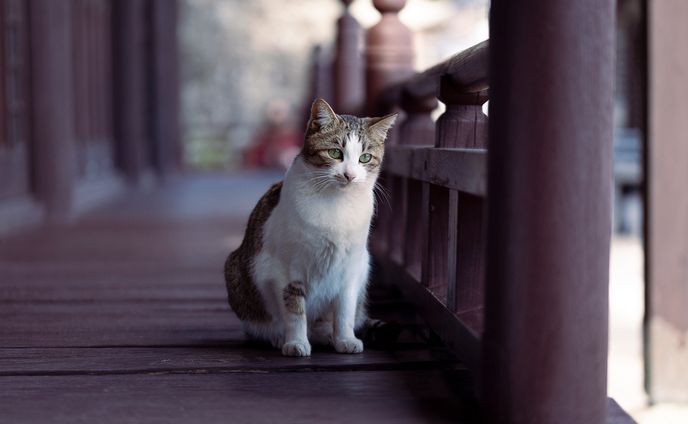 CATS OF ONOMICHI
