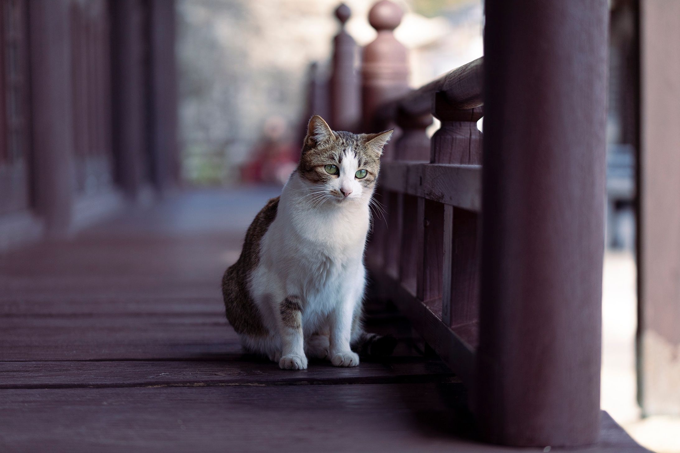 CATS OF ONOMICHI-1