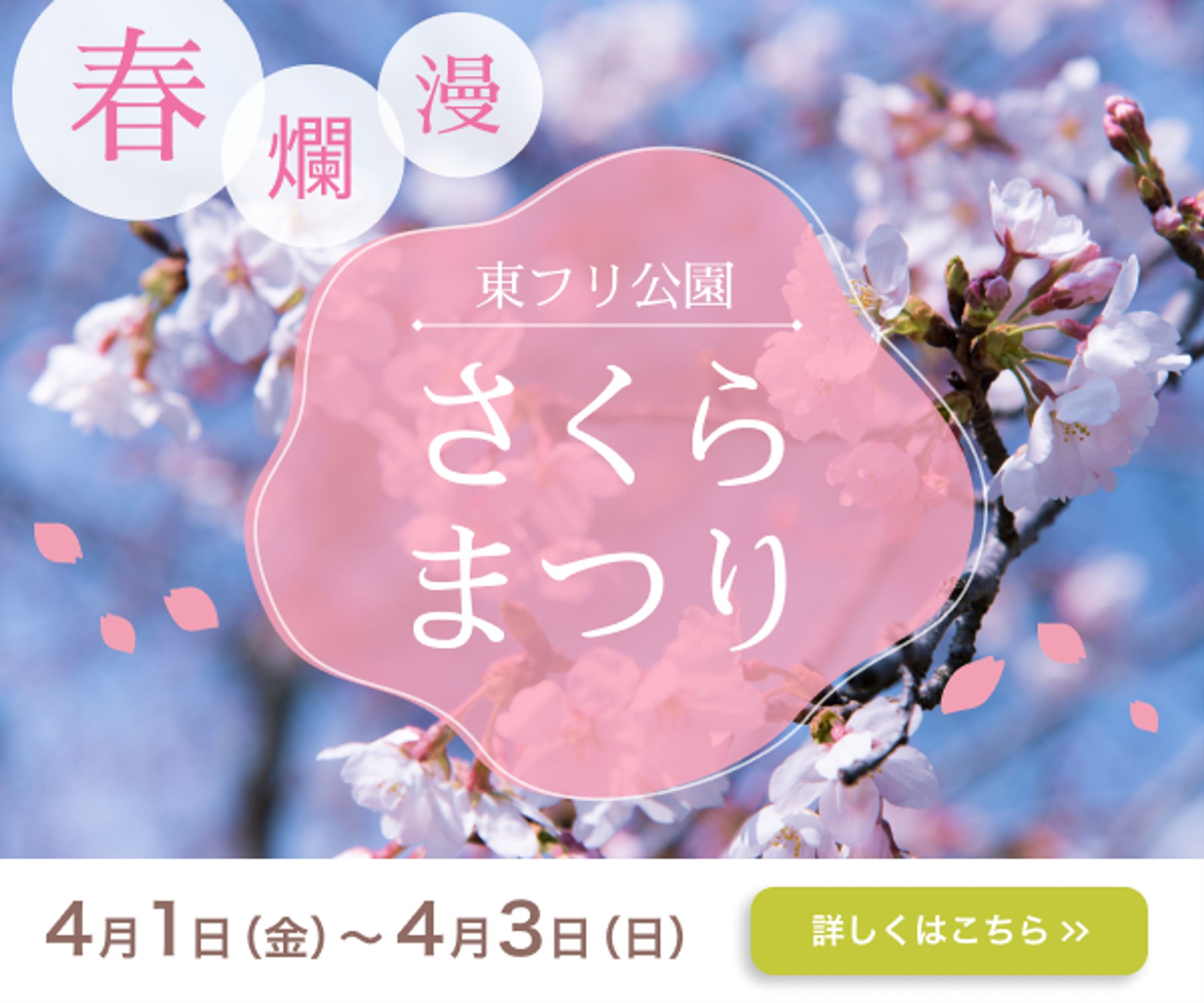 バナー：桜祭り-1