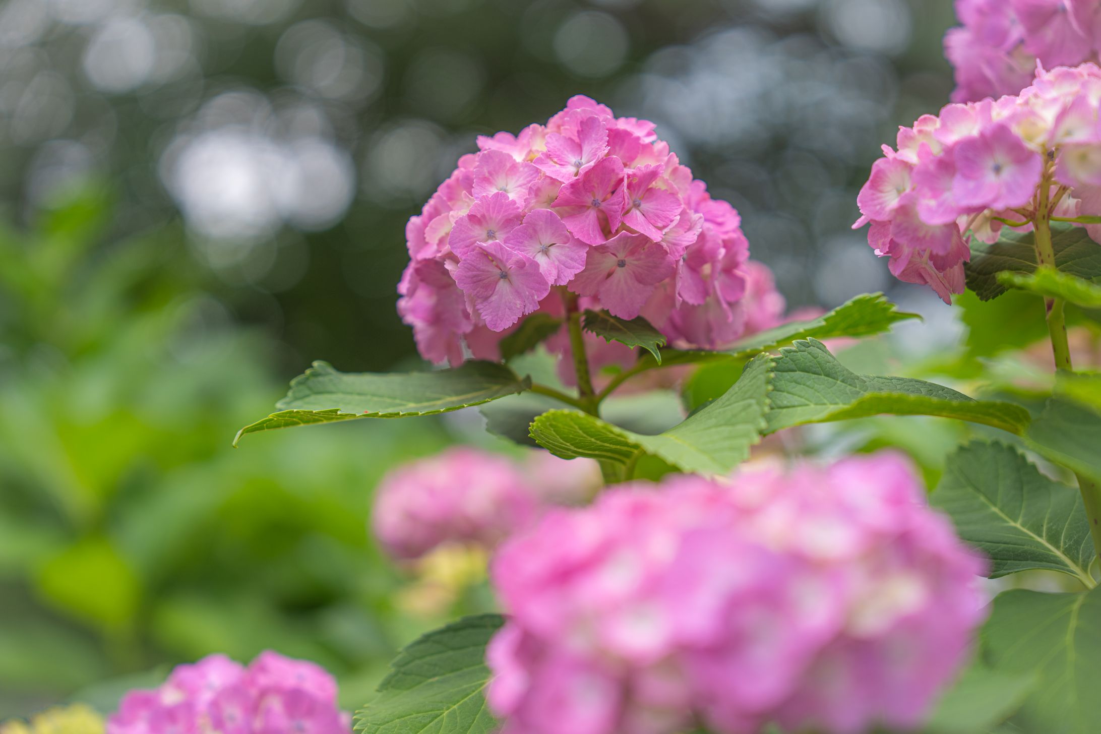 お花-1