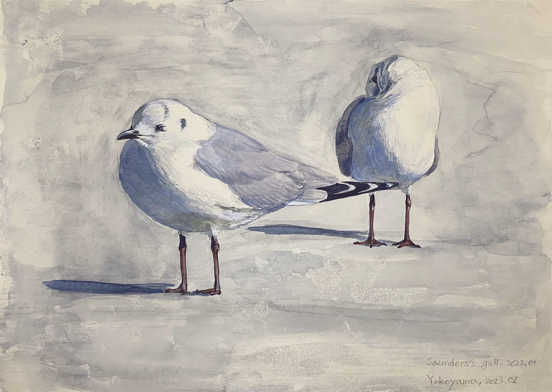 ズグロカモメ-1