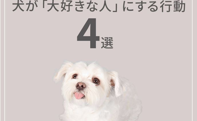 ドッグコラム