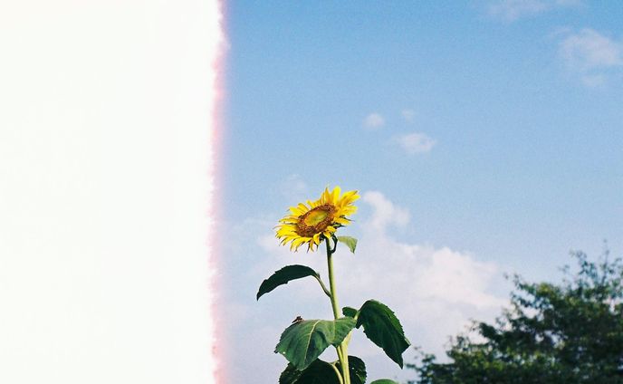 Photo(Flower)