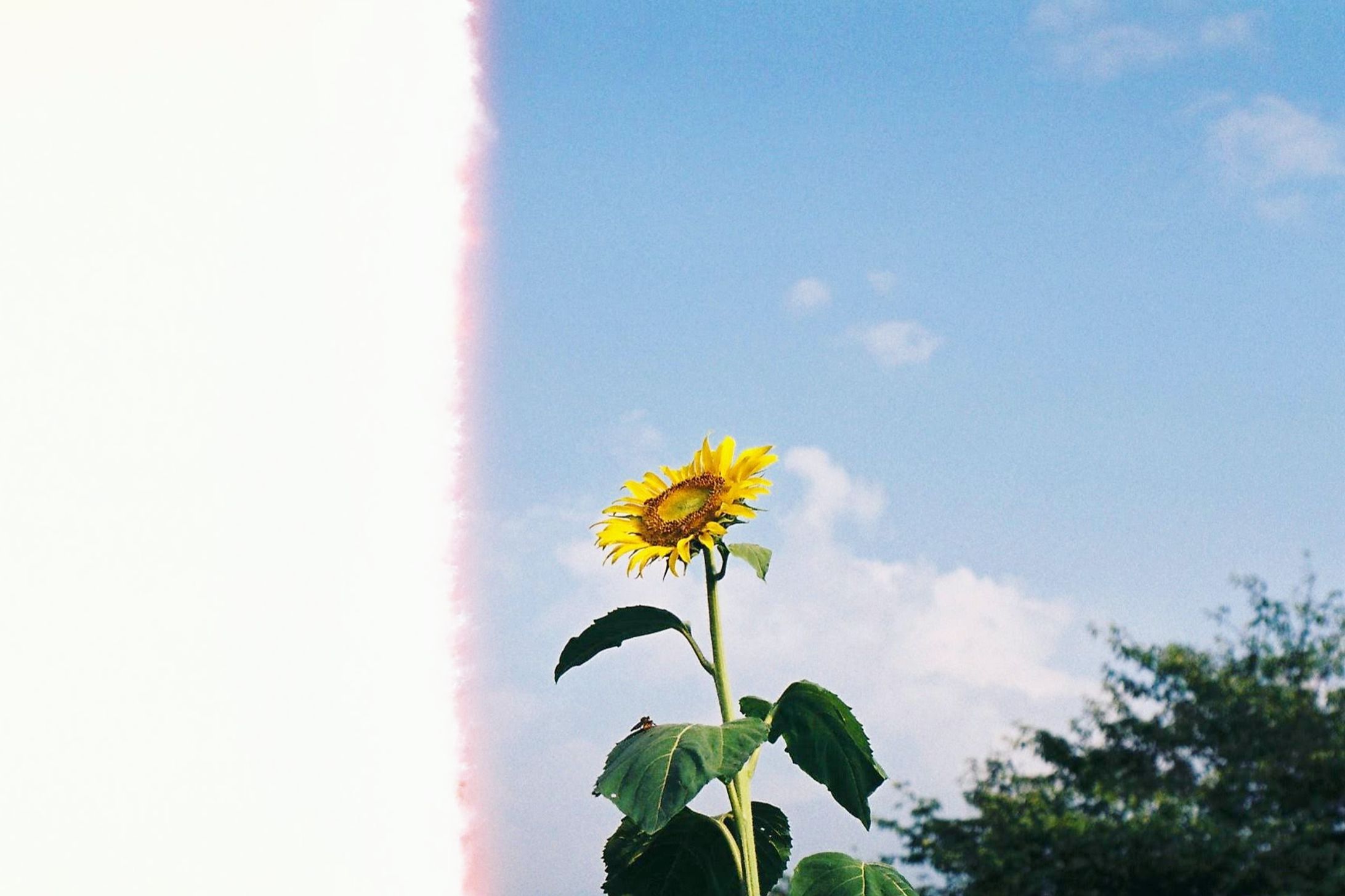 Photo(Flower)-1