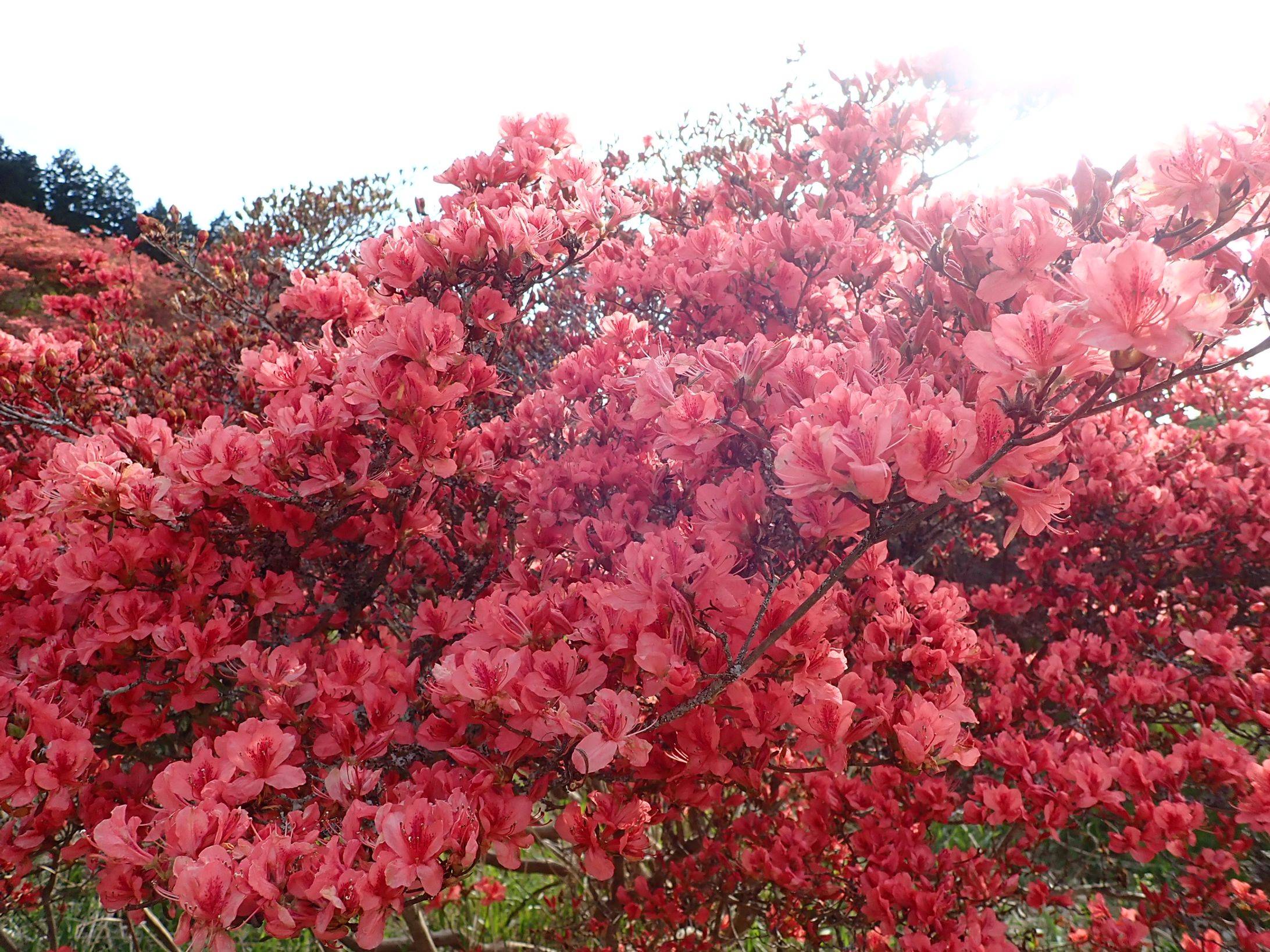 奈良 葛城公園-1