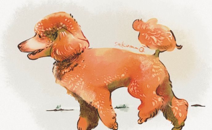 poodle