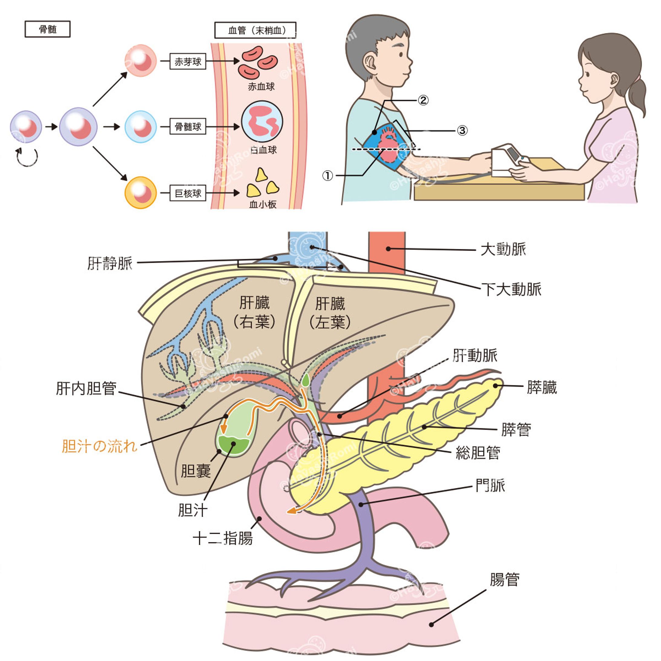 歯科衛生学シリーズ　臨床検査（医歯薬出版株式会社）-1