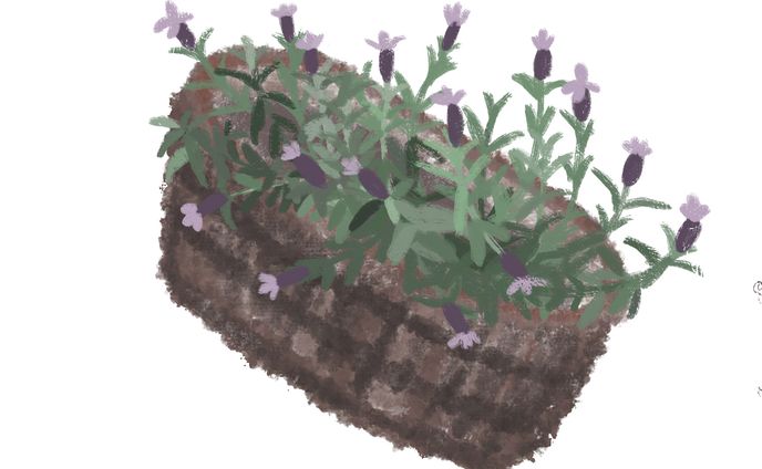 フレンチラベンダー　