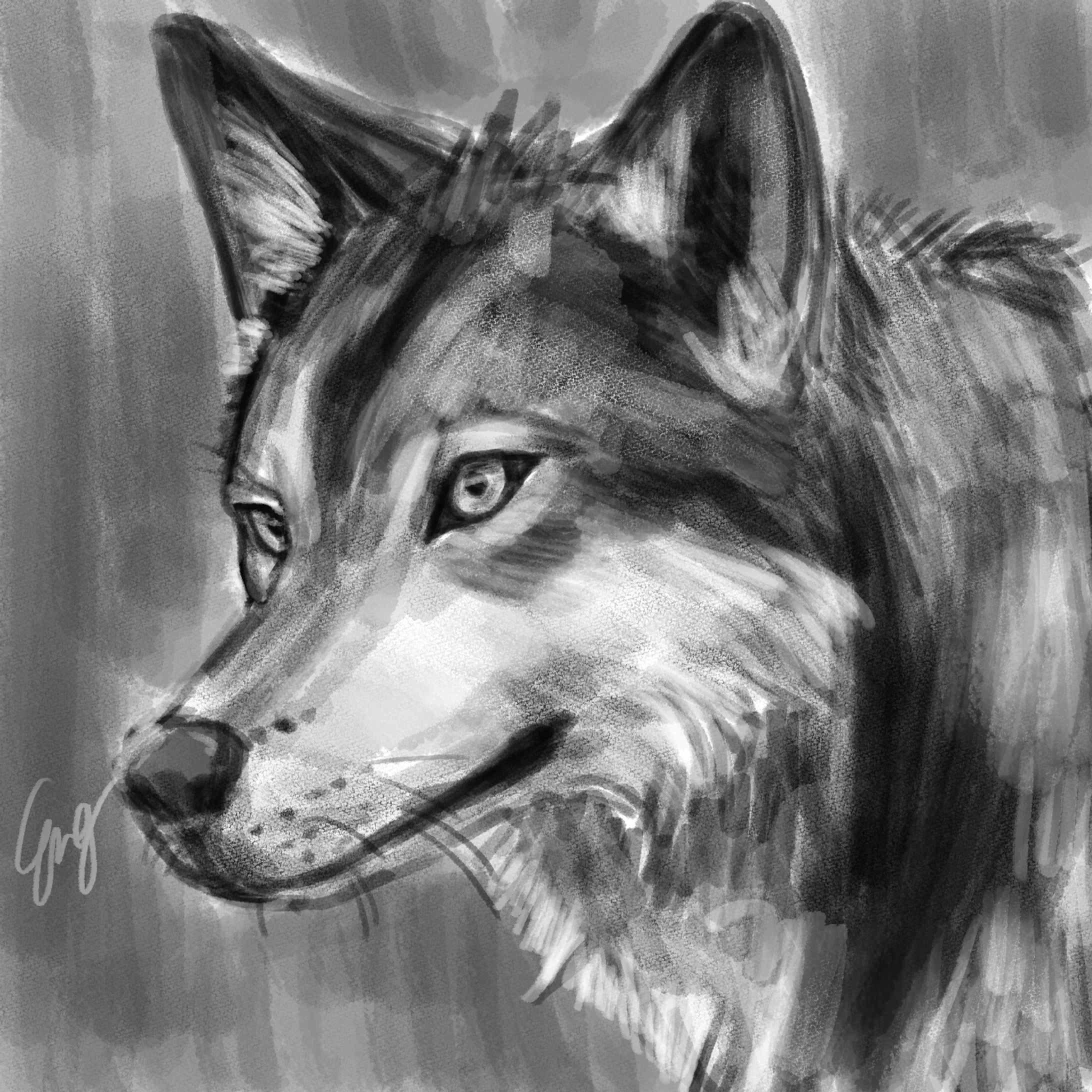 【ドローイング】オオカミ（‎2021‎年‎10‎月‎24‎日制作）-1