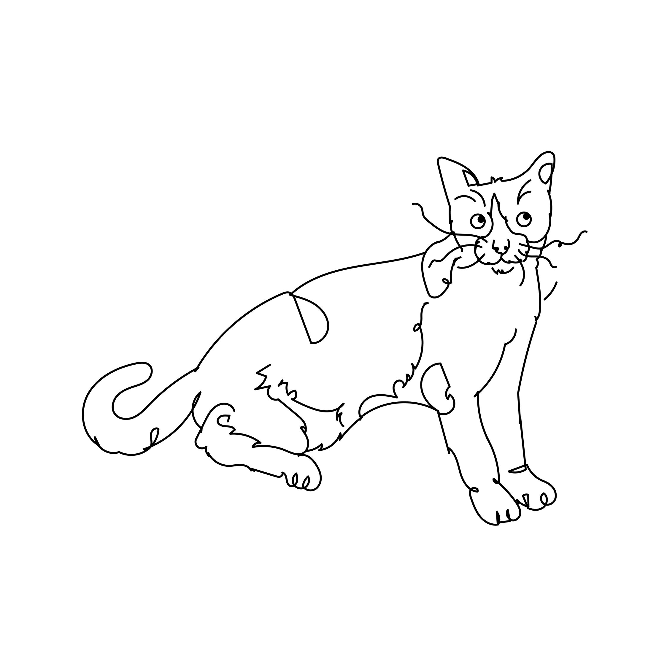 tuxedo cat-1