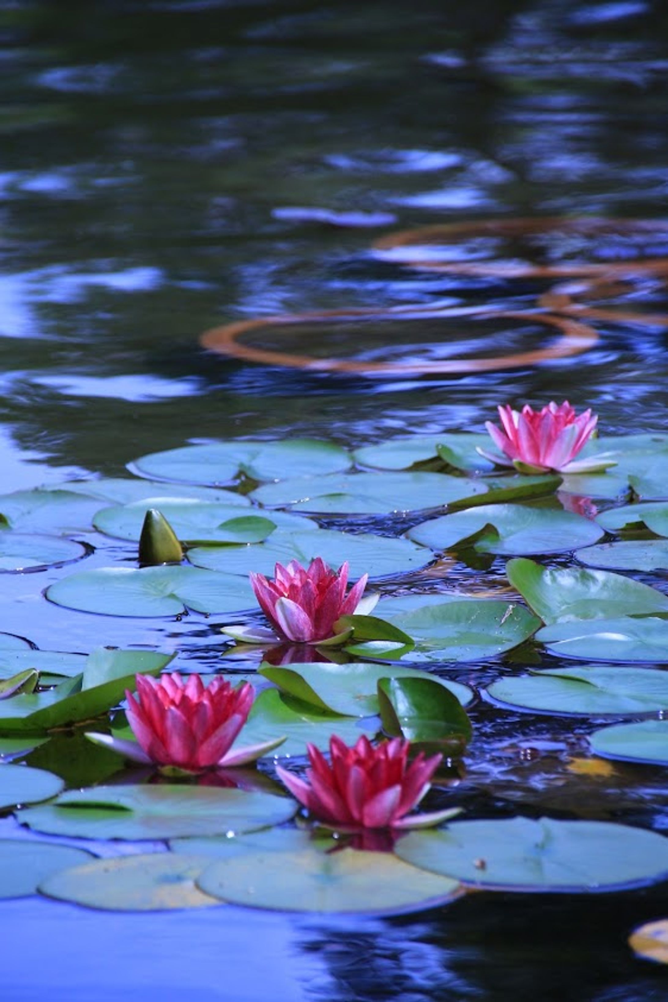 Flower-1
