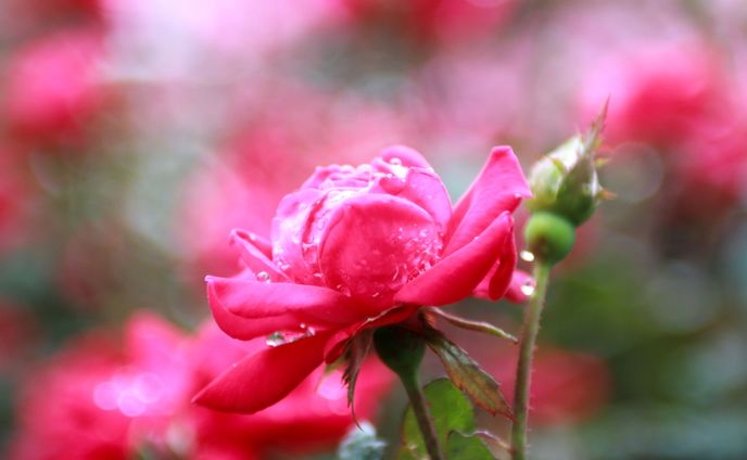 花写真サンプル