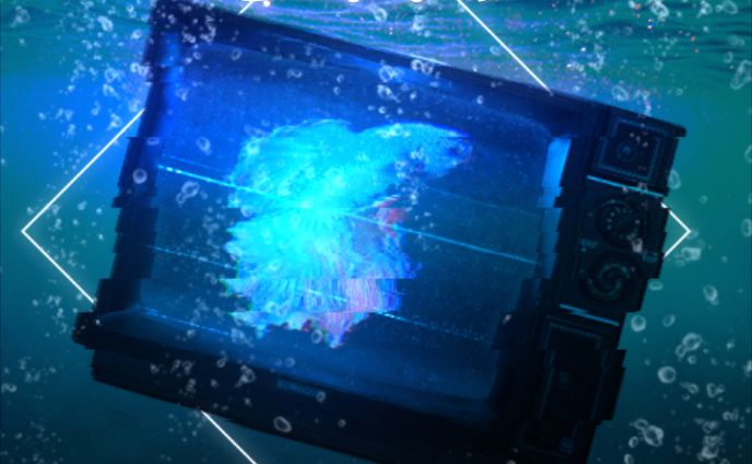 yofukashi ｢guppy｣