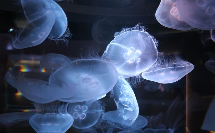 海月