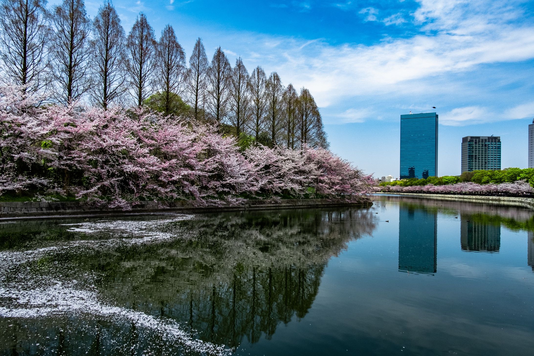 2023 大阪城の桜-1
