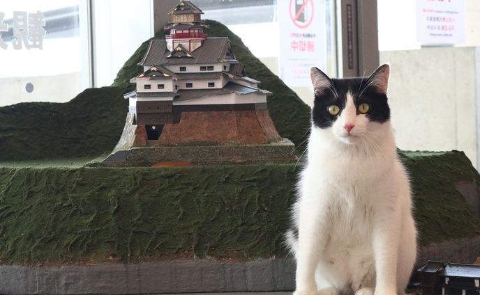 安藤忠雄氏設計の名建築が…“猫の楽園”に！？　鉄道模型の世界で遊ぶ猫たちで有名な「ジオラマ食堂」に新展開