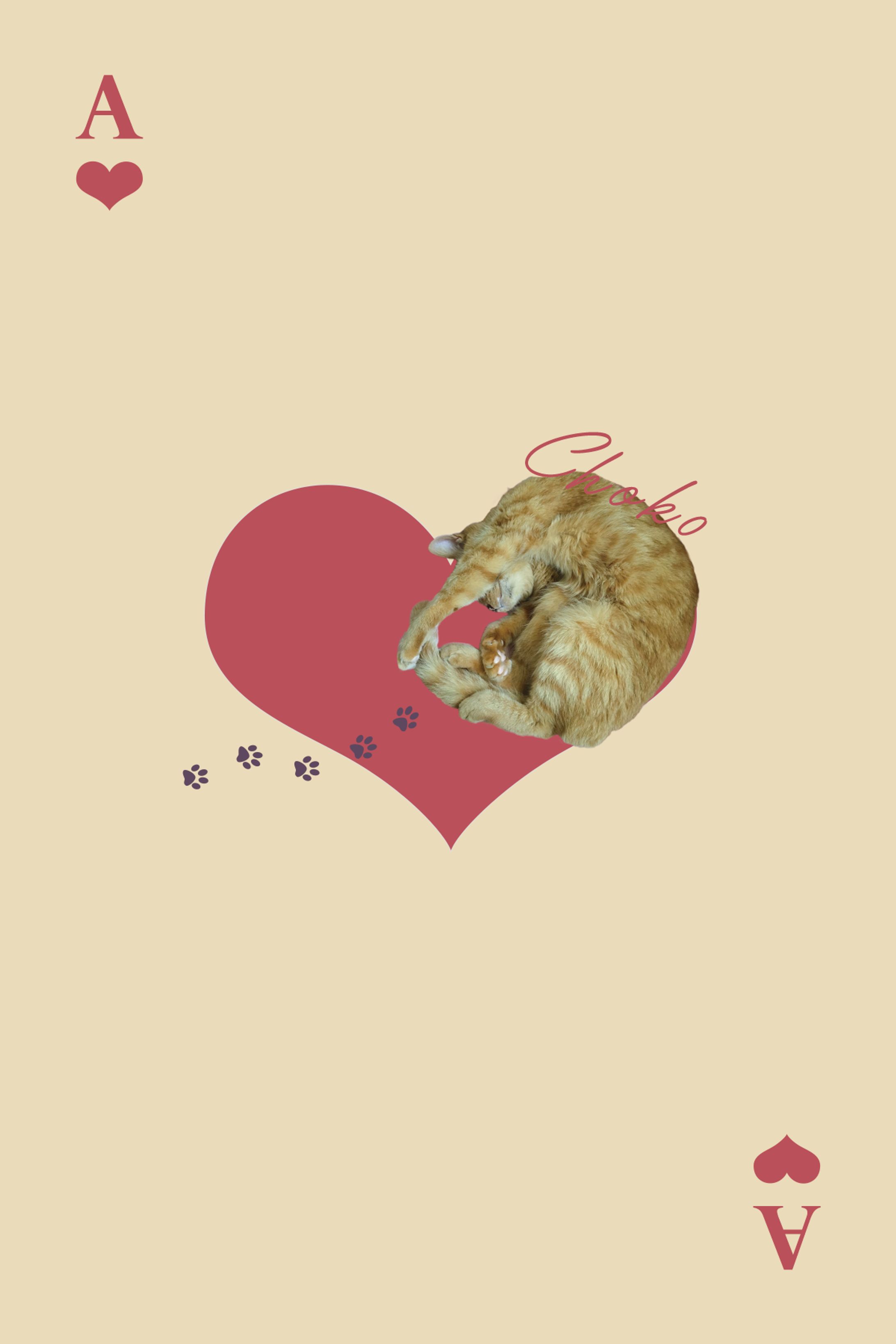 愛猫　ポストカード-1