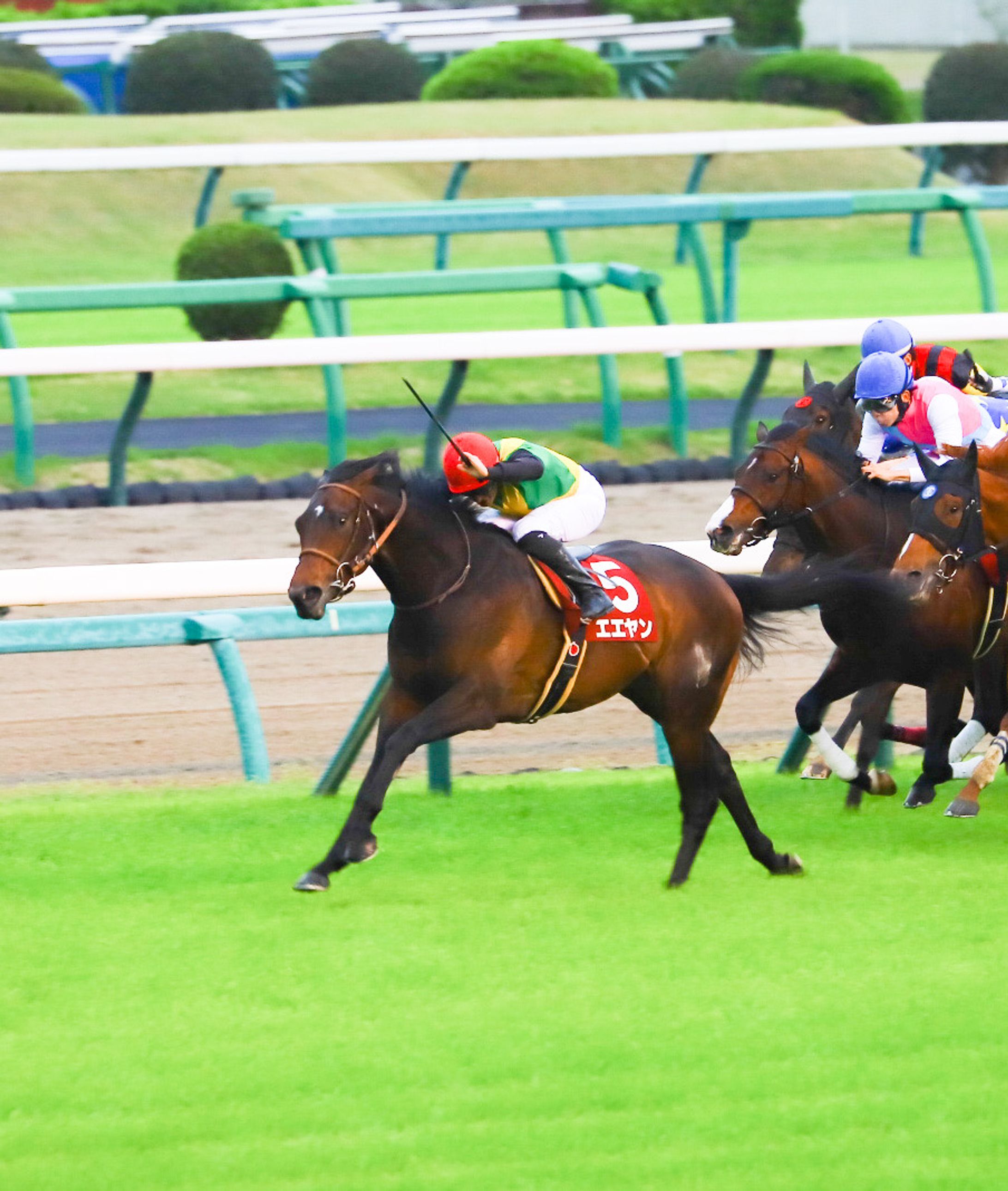 Eeyan won the New Zealand Trophy in Nakayama Racecourse-1