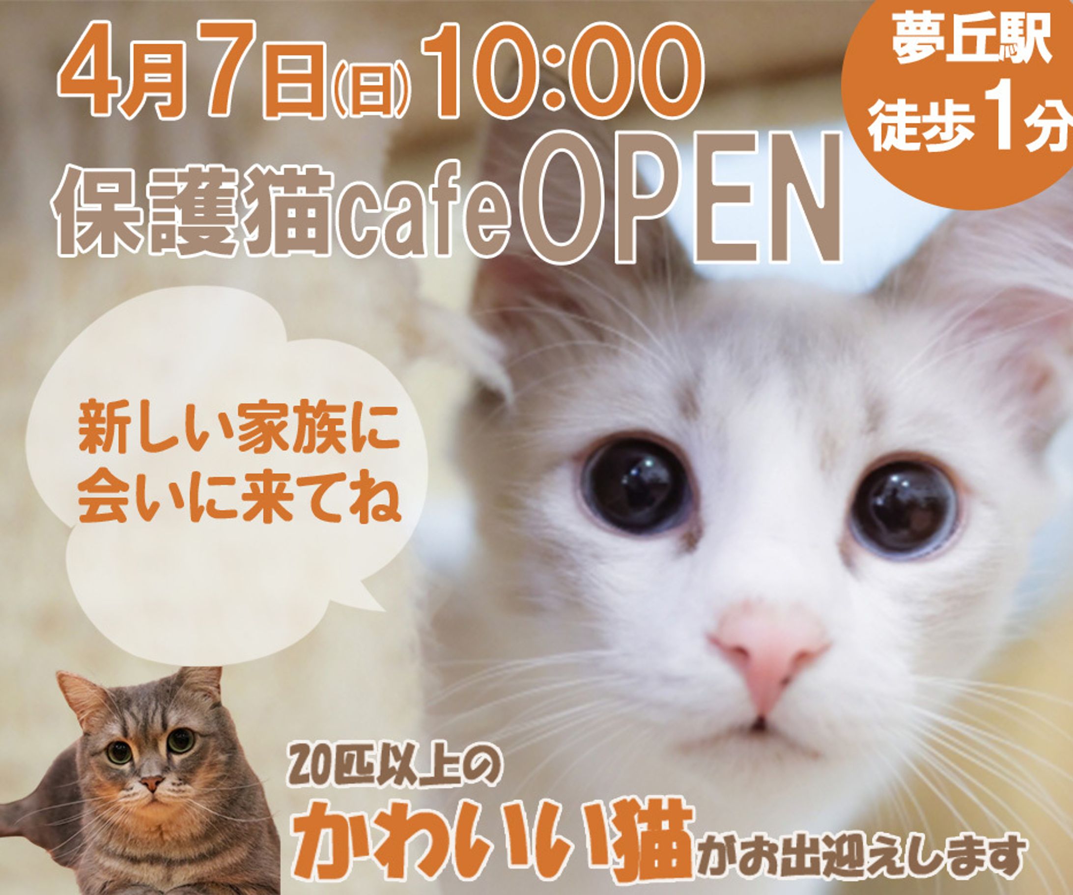 バナー練習　猫カフェオープン-1