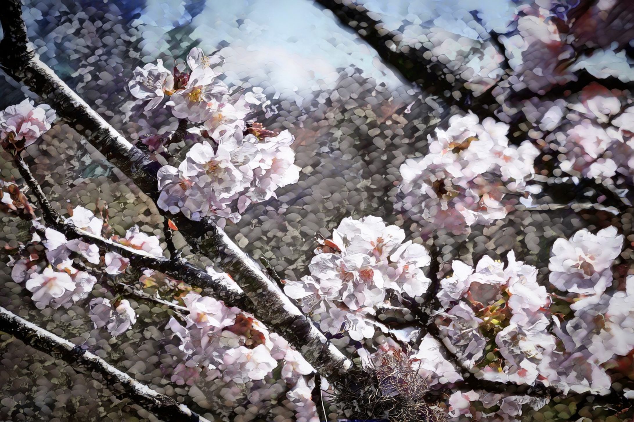 千島桜　chishimazakura artwork
edited and using photoshop
@edgeoya24

#abstractarts
#arte
#デジタルアート
#抽象
#アートワーク
#アート作品
#artstagram
#油彩
#写真
#美術鑑賞
#アートがある暮らし
#アート好きな人と繋がりたい #artlover
#アートワーク#artworld
#flowerinstagram #flowerdrawing #abstractdrawer #美術好きな人と繋がりたい
#アートが好きな人と繋がりたい #絵がすき
#絵が好きな人と繋がりたい
#アートギャラリー
#artphoto
#アートコレクター
#色鮮やか#drawinglines
#アート好き
#写真が好き
#写真-1