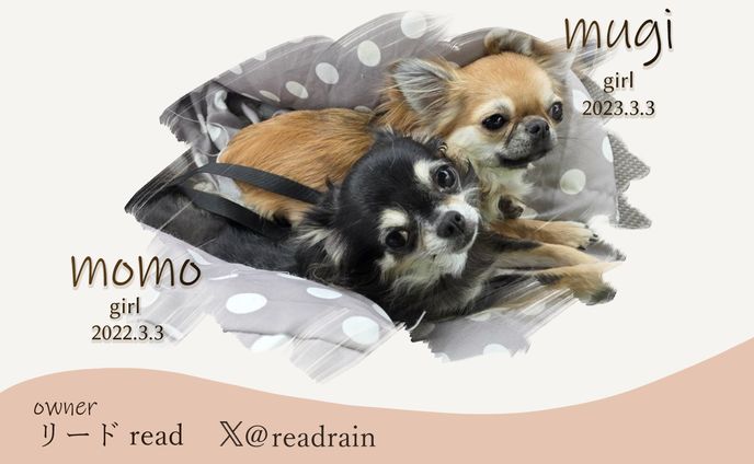 【ご依頼】犬の名刺