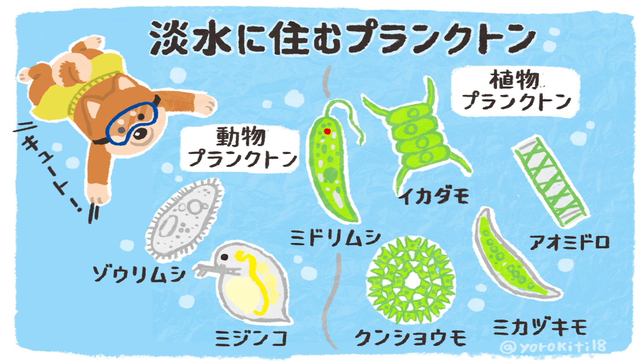プランクトンの分類イラスト-1