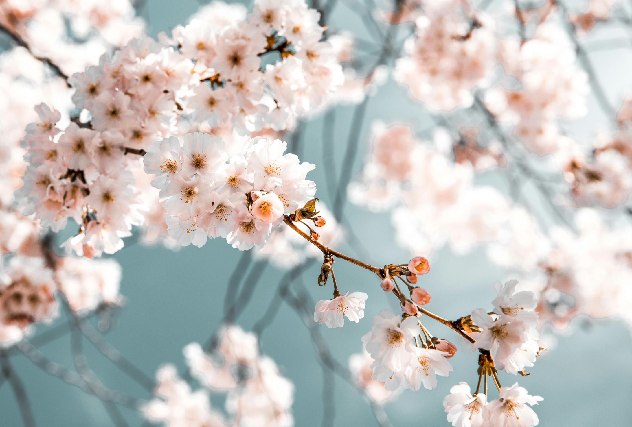 Nature Elements-1