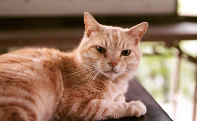 Calm
#CanonEOS5D#猫#ぼっち#カメラ目線#滝#境内#神社