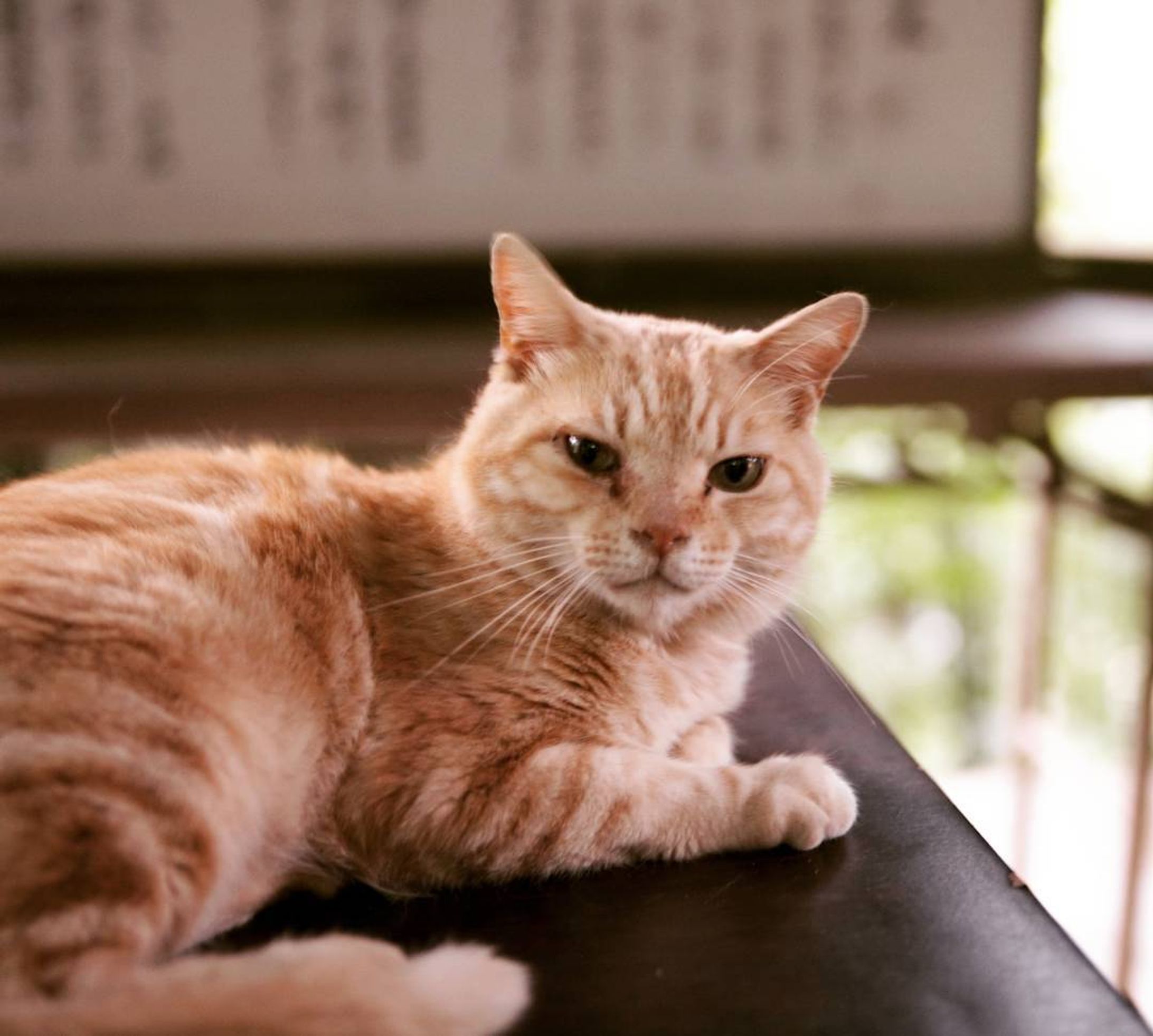 Calm
#CanonEOS5D#猫#ぼっち#カメラ目線#滝#境内#神社-1