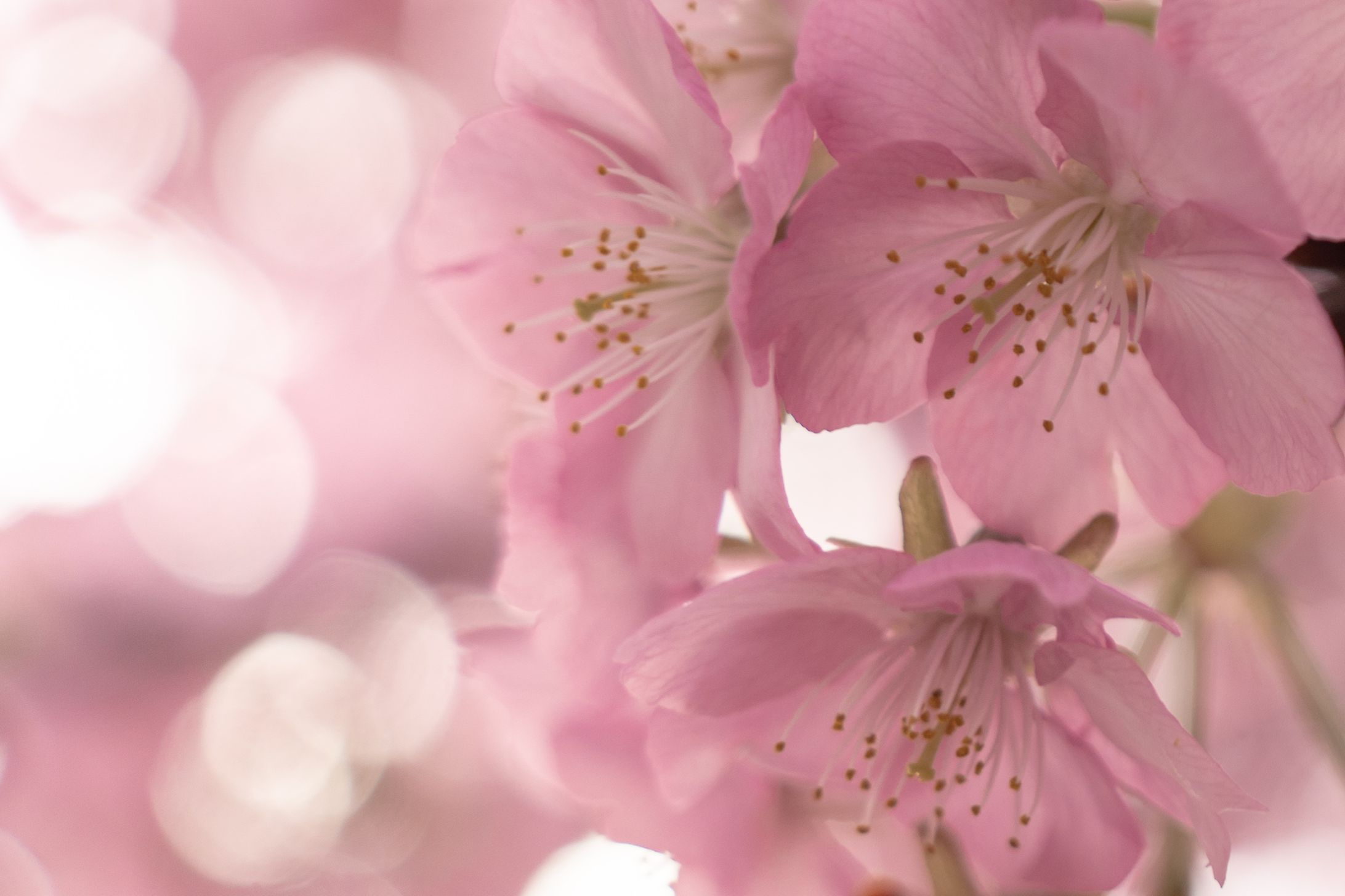 gallery _nature_spring -1